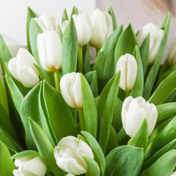bouquet of tulips, order tulips online