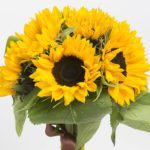 6_stems_of_sunflower_bunch_2_