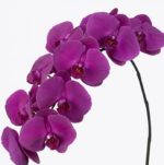 Phalaenopsis Purple Plant-1