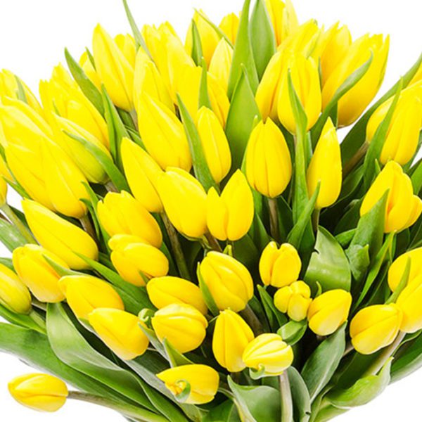Yellow Tulips in oman delivery