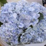 be_blue_hydrangea_bouquet_1_