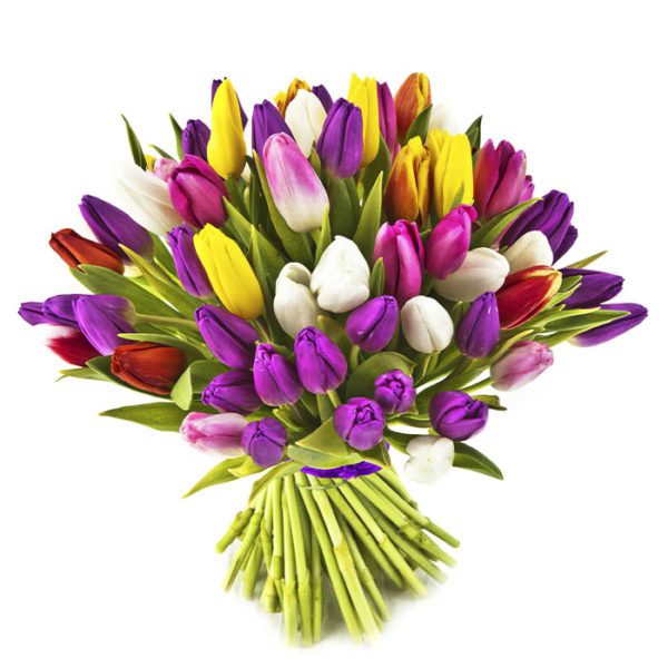 Order Multicolor Tulips Online