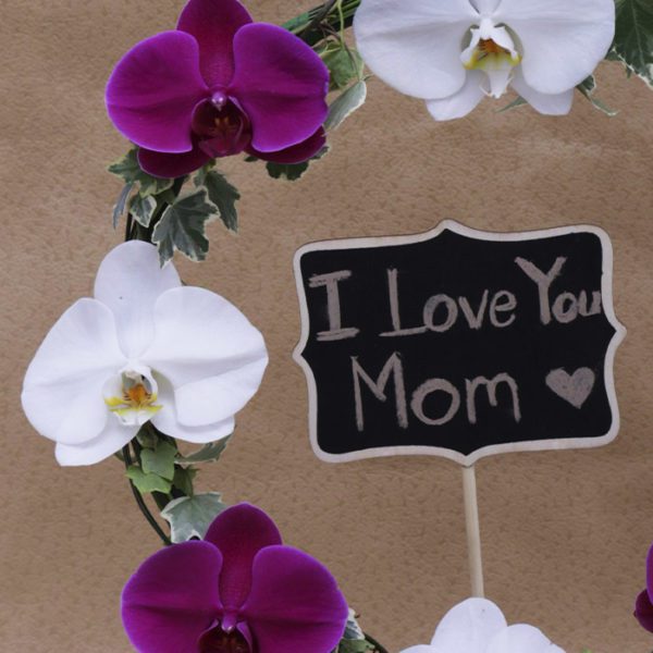 Phalaenopsis Orchids Online for mother day
