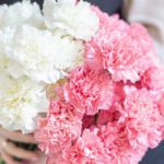pink_white_carnations_2_