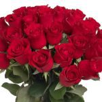 red_grandeur_roses-1