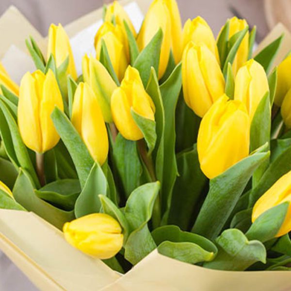 yellow tulip flower online