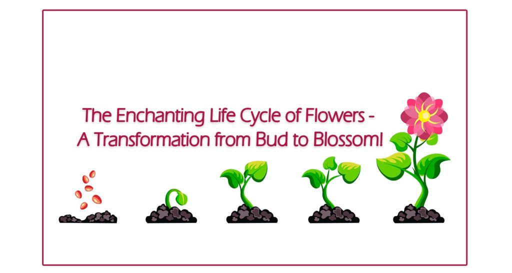 Life Cycle of Flowers - A Transformation from Bud to Blossom!