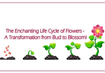 Life Cycle of Flowers - A Transformation from Bud to Blossom!