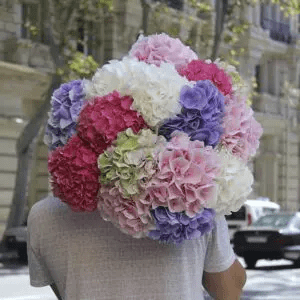 hydrangea Father's day flowers