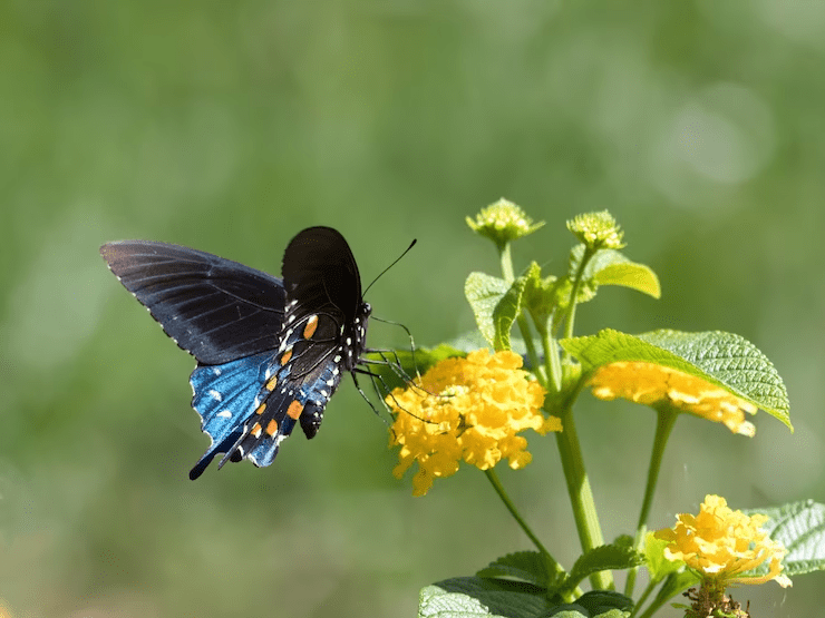 flowers attracting pollinators