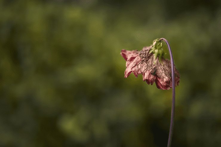 flowers loosing its beauty