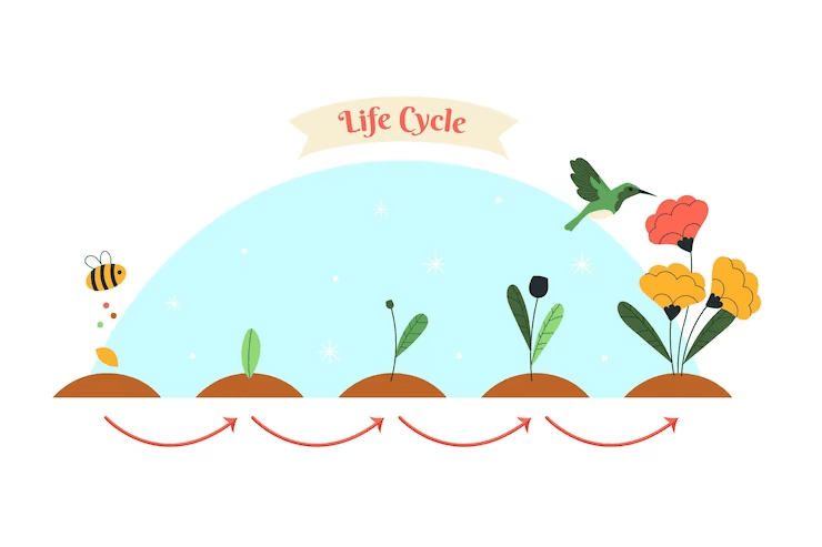 flowers life cycle