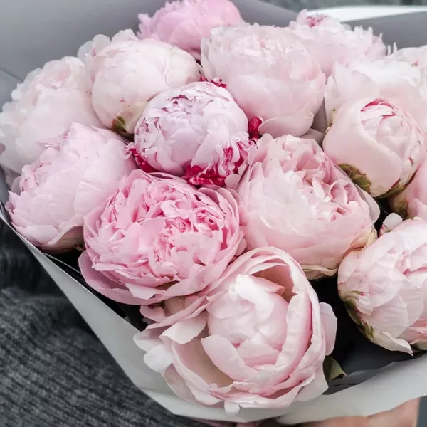 Bouquet of Pink Peonies