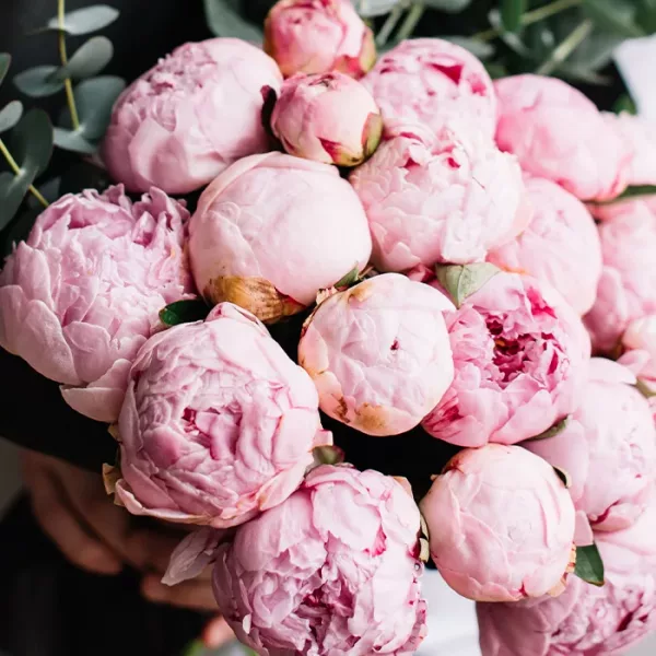 Bunch of 20 Stems Pink Peonies