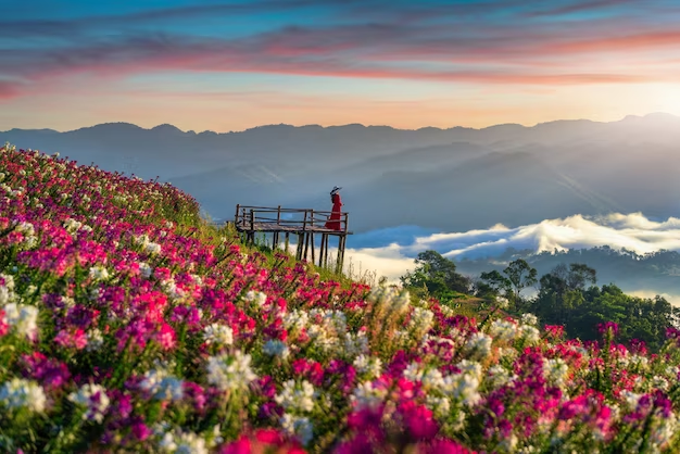 Flowers in Oman