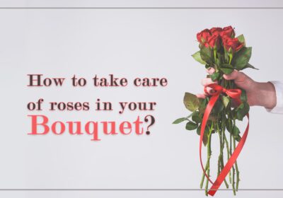 how to take care of roses