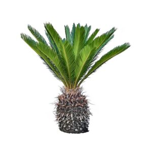 A Sago palm plant isolated on a white background