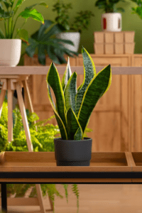 A potted Snake Plant (Dracaena trifasciata) with long, striped leaves. The plant is sitting on a wooden table surrounded by other houseplants.