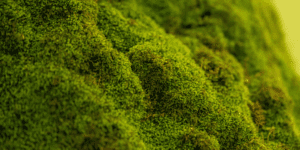 A close-up image of a lush, green moss covering a surface.