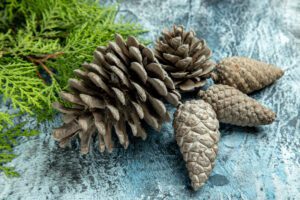 A collection of pine cones and a pine branch on a blue background.