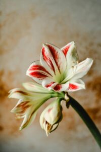 The image shows a beautiful Amaryllis flower in full bloom. The flower has large, white petals with bold red stripes running down the center of each petal.