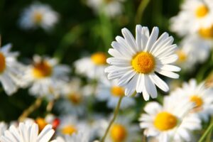 The image showcases a beautiful field of daisies in full bloom. The flowers are in sharp focus, with their white petals and bright yellow centers contrasting against the blurred green background.