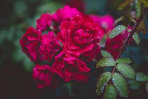 The image shows a beautiful cluster of vibrant red roses glistening with raindrops. The dark background and the water droplets create a sense of mystery and drama, highlighting the rich color and velvety texture of the blooms.