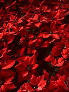 The image is dominated by the vibrant red color of the poinsettias