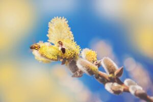 The image showcases a close-up view of a willow branch with blooming catkins against a soft, blurred background of blue and yellow hues. The catkins, with their fluffy, yellow-tipped flowers, are a symbol of spring and new beginnings.